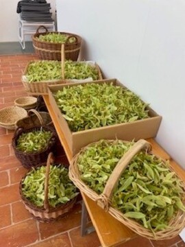 Lipovi cvetovi