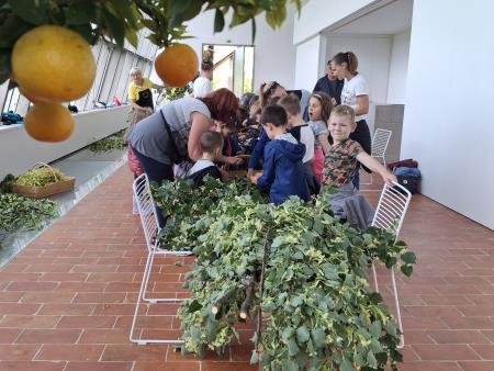 Obiranje lipovih cvetov 2