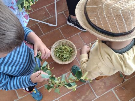 Obiranje lipovih cvetov 3